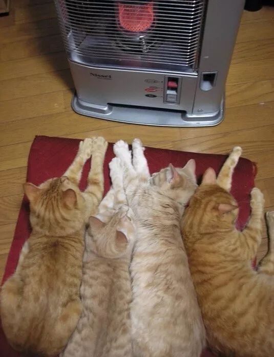 開電熱毯給貓取暖,結果凌晨起大火困住祖孫三人…網(wǎng)友:貓呢?